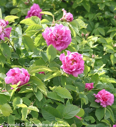 Rosa Francofurtana-ryhmä 'Ruustinna' ruustinnanruusu